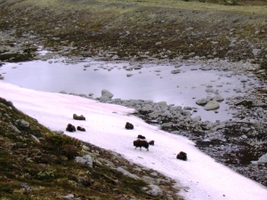 Moskus på Dovrefjell