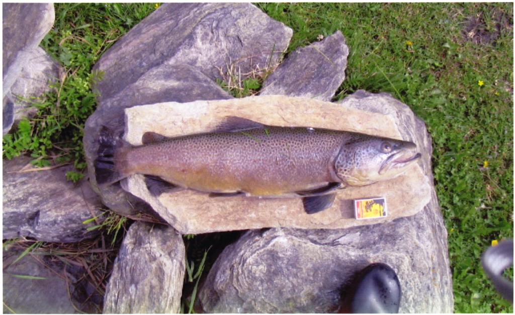 Fin ørret tatt på spinner